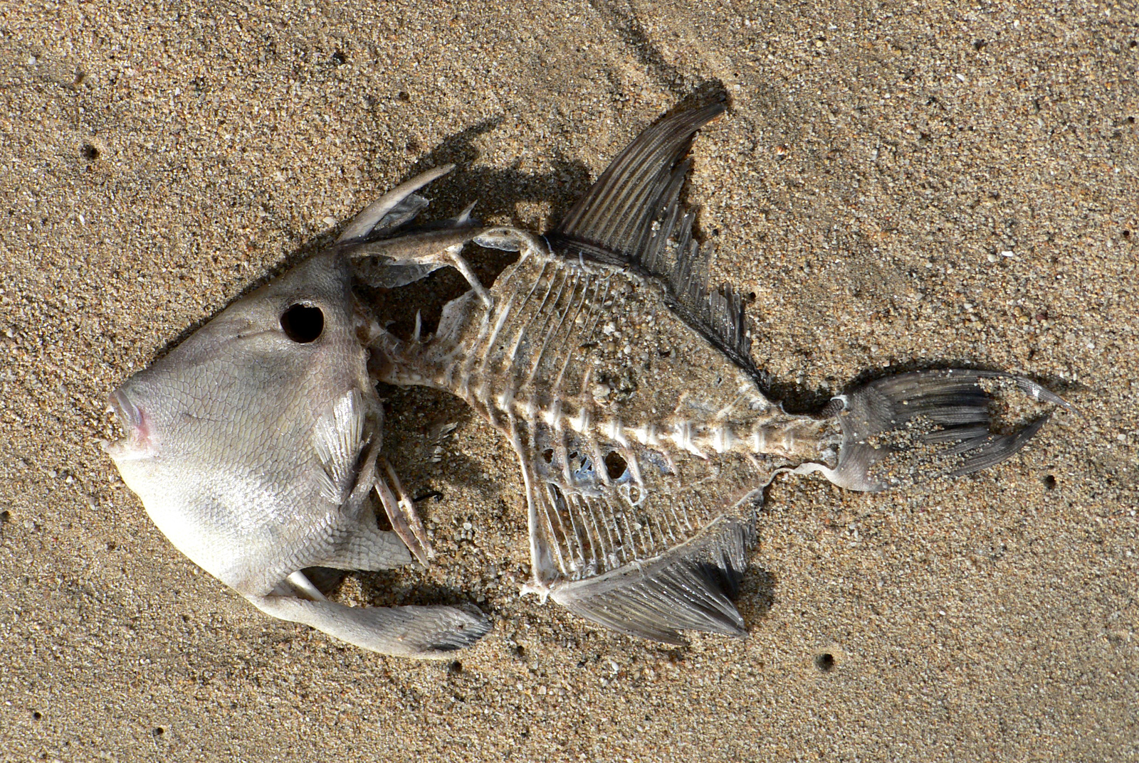 Dead_fish_on_the_beach