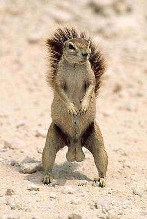 squirrelnuts