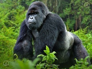 WWF-Together-Gorillas