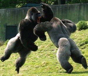 gorillas-fighting