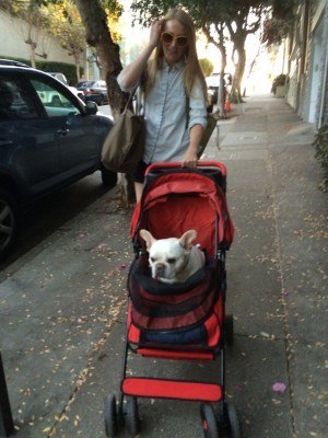 Yes, that's a dog in that baby carriage and not a child