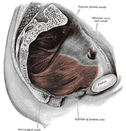 pubococyggeus muscle