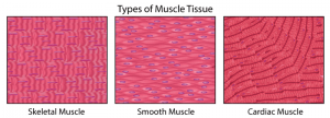 skeletalmuscle_smoothmuscle