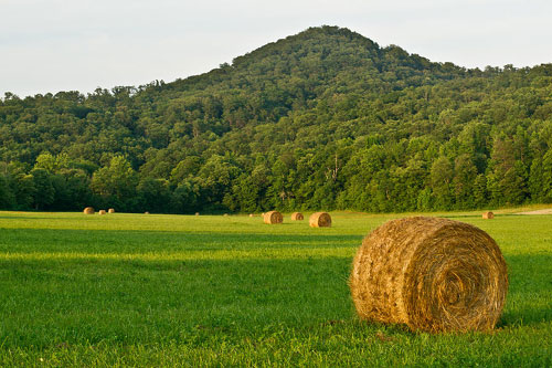 hay-farm