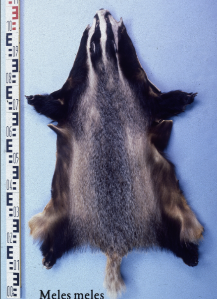 european badger fur
