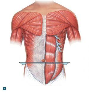 serratus abdominus