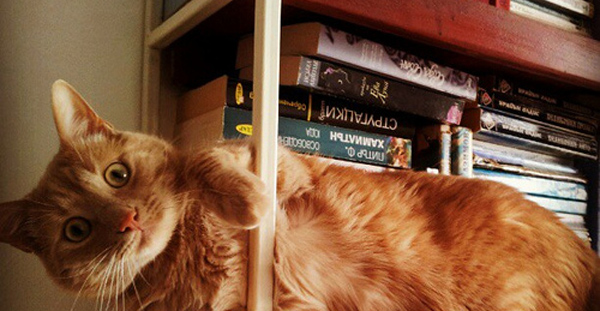 To the point where your bookshelf starts attracting random cats.