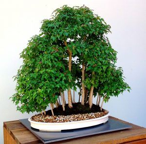 bonsai-1134685_640
